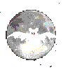 Bat and the moon